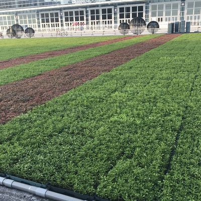 Tabuleiros de telhado verde modernos - a solução definitiva para plantar flores e vegetais