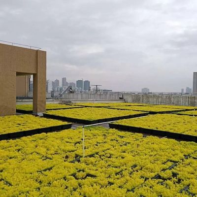Tabuleiros de telhado verde modernos - a solução definitiva para plantar flores e vegetais