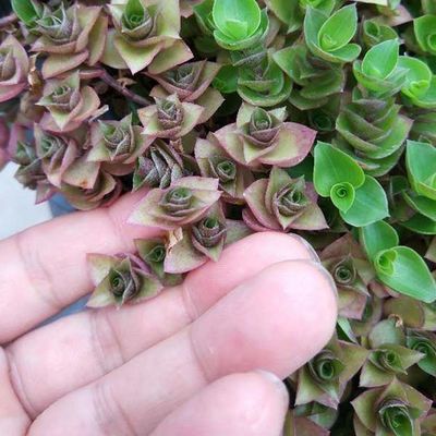 Plantador de flor de jardim de plástico quadrado com material Hdpe e acabamento não revestido