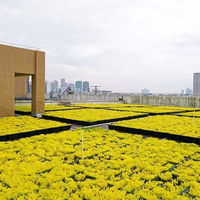 Utilização no jardim Contêineres de plantas de plástico quadrados Plantador no telhado Caixa de propagação de sementes de jardim