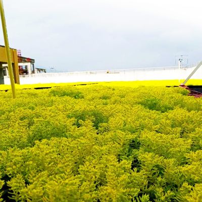 Utilização no jardim Contêineres de plantas de plástico quadrados Plantador no telhado Caixa de propagação de sementes de jardim