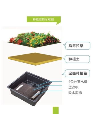 Quadrado Forma Sedum Green Roof Tray para Plástico Grande jardim Planter e planta verde