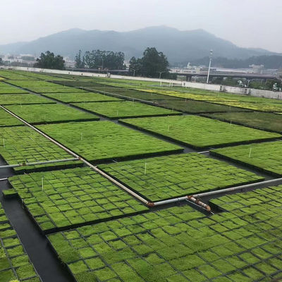 Sistema de bandejas modulares de telhado verde Sedum ecológico para plantação de flores e vegetais